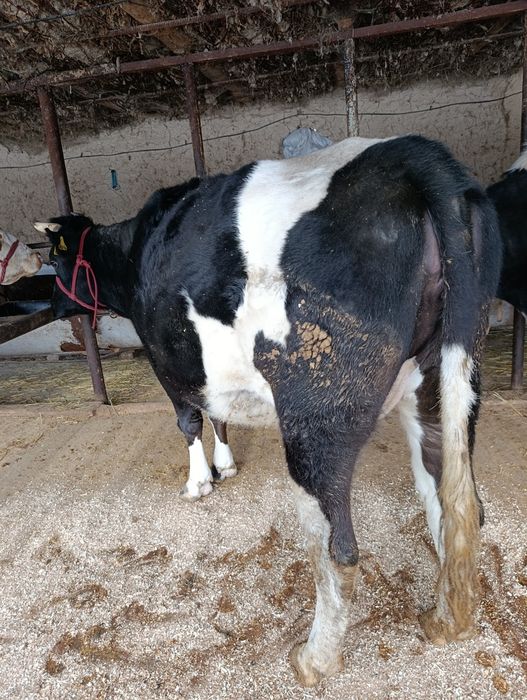 Корова Сиыр КРС.