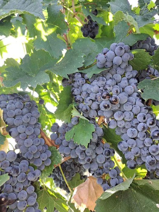 Struguri de vin