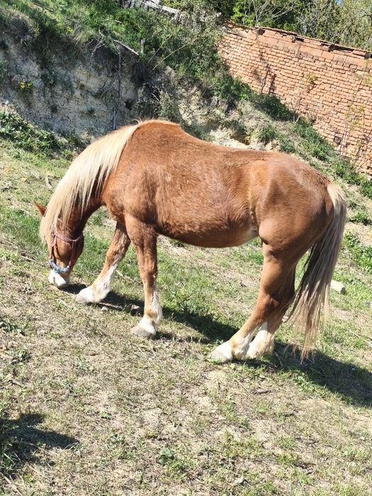 Vând o mânză și un mânz