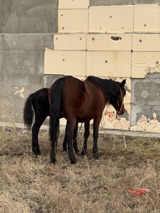 Бие құлынды буаз