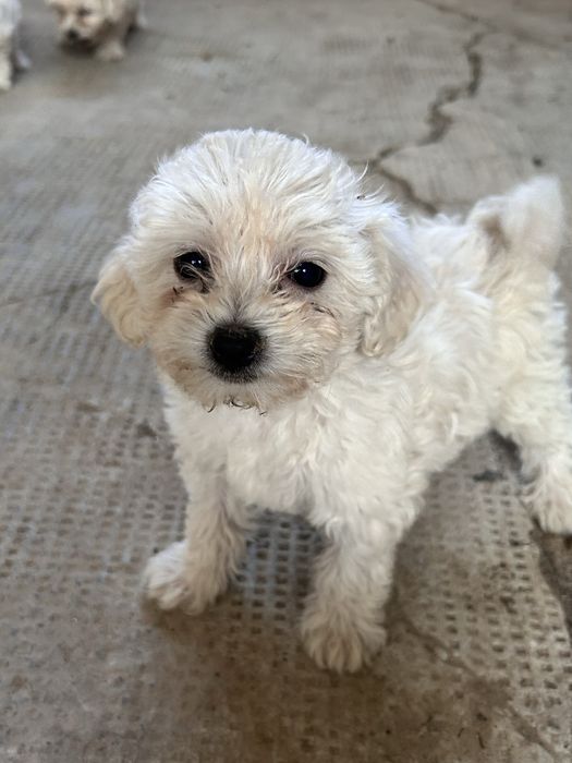 Pui Bichon Maltez de vânzare - 4 cățeluși