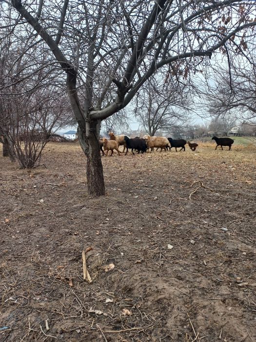 Ona Bola qoyla sotiladi