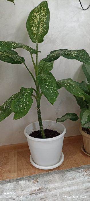 Продаем комнатные цветы