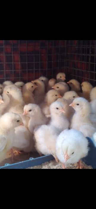 Продам цыплят хороших