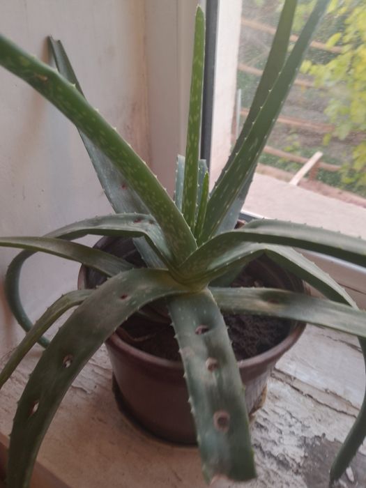 Хорошоий састаяний