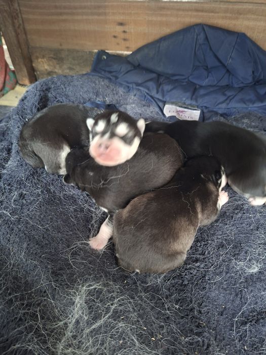 Бронь на щенков Хаски