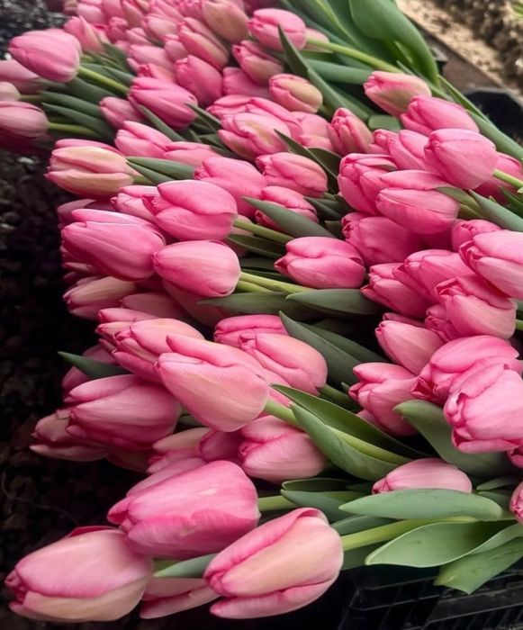 Тюльпаны оптом Петропавловск
