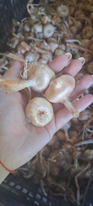 Шафранови луковици