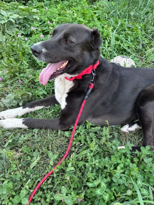 Собака девочка воспитанная