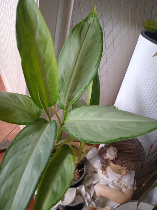 Продам комнатные цветы