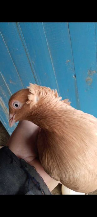 Голуби голуби голуби