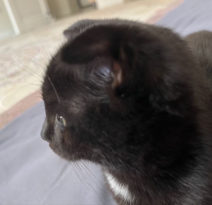 Кошка шотландская