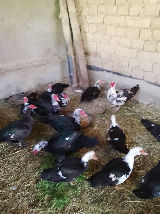 Индауткалар сотилади