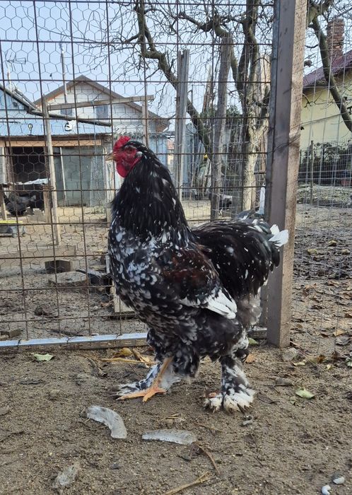 Vand/Schimb Cocos brahma  porțelan