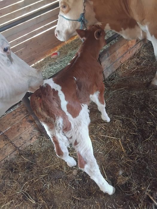Vând vițea de 1 săptămână viteaua e frumoasa de ținut