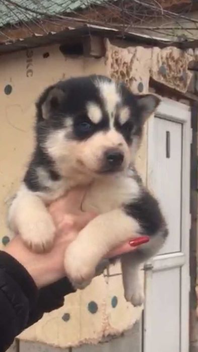 Мальчики хаски голубоглазые