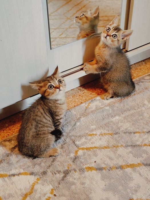 Элитные Котята от Шиншиллы