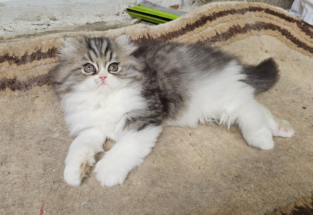 Персийски котенца