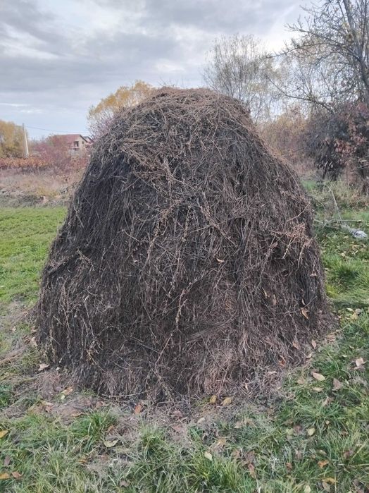 Vând plastă lucernă