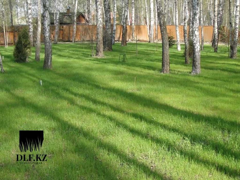 Многолетний газон Астана