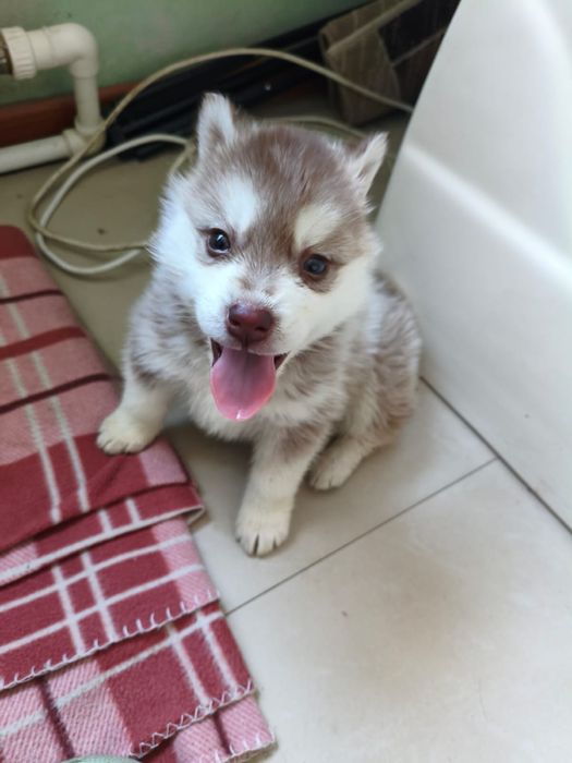 Пролается щенок сибирского хаски