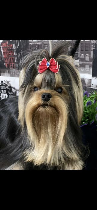 Щенок Йоркского терьера