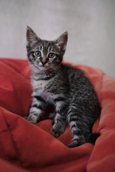 Котята 2 месяца.