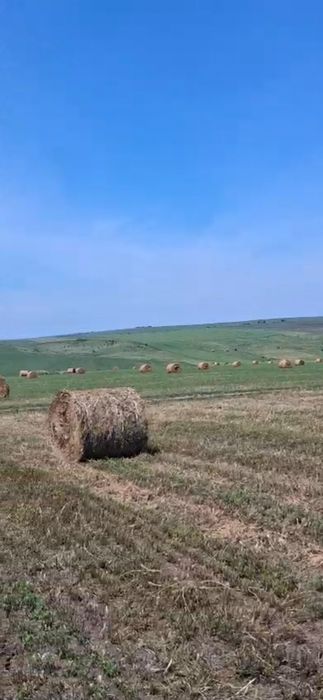 Vând baloți de lucernă