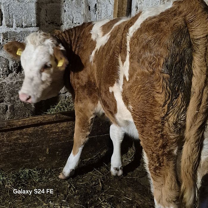 Vând vitica 7 luni tauras 6 luni Junica rasă de lapte