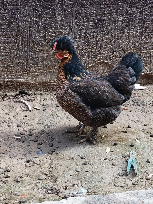 Yapon tovuqla joja xoroz sotladi