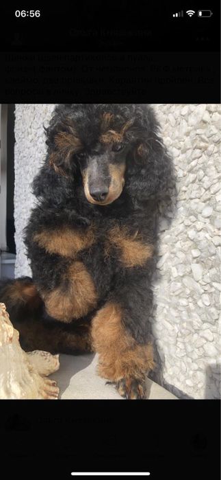 Щенок пуделя миниатюрный