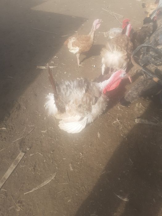 Vand  curcani și cocos