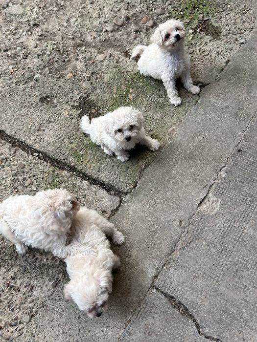 Pui Bichon Maltez de vânzare - 4 cățeluși