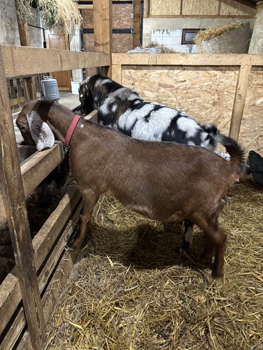 Capre Anglonubiene cu certificat de origine.
