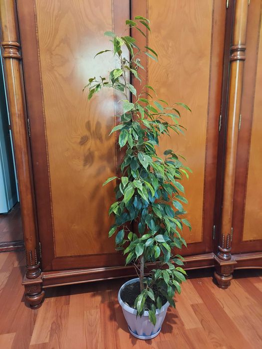 Фикус Бенджамина