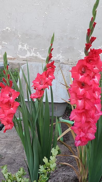 Луковицы гладиолуса розовый, красный