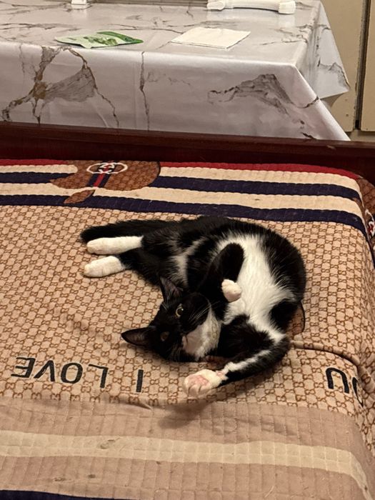 Кошечка ищет дом