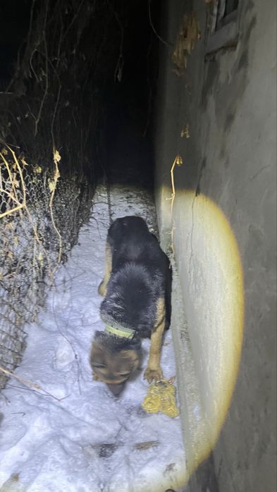 Немецкая авчарка