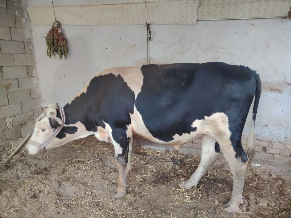 Hokiz 28 mln kelishiladi