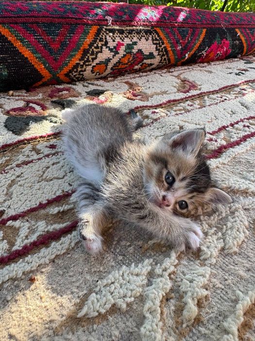 гаршокқа үиретілген