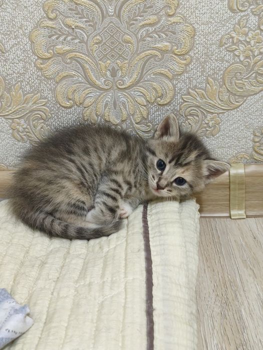 Котенки в добрые руки