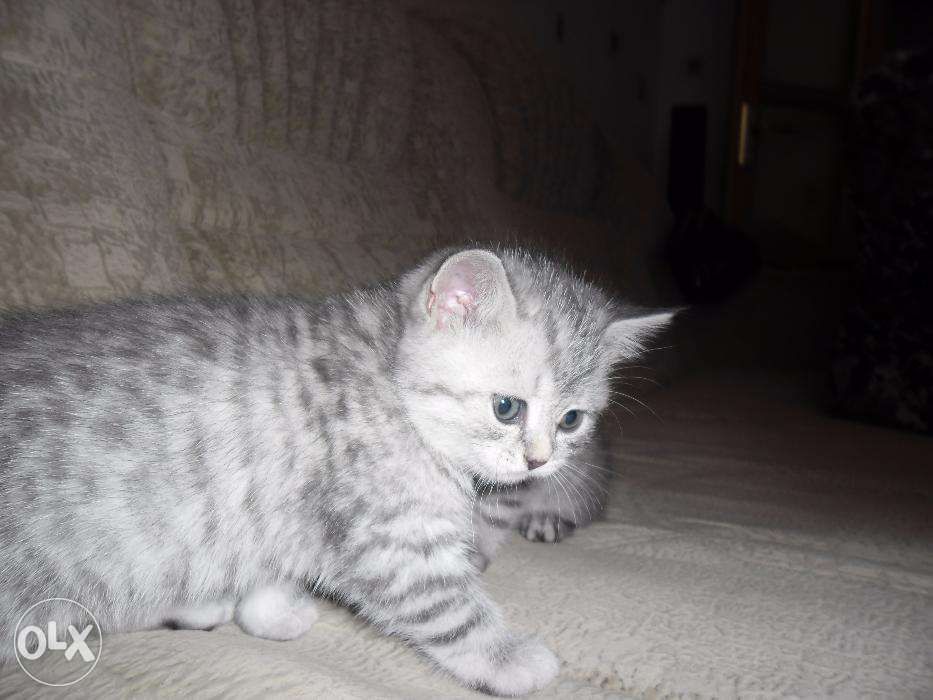 Британские котята
