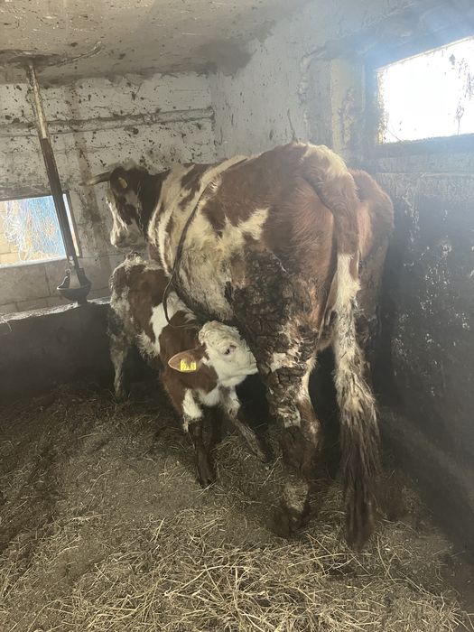 Vand vacă bălțată romanească