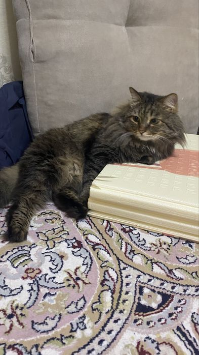 Кот в хорошие руки