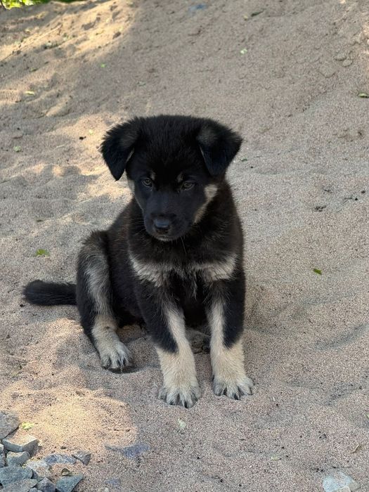 Отдам щенков добрым людям!