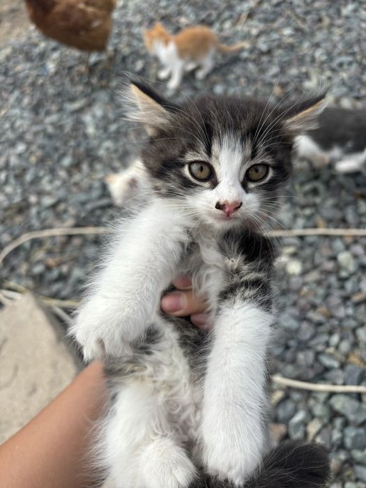 Котята отдам бесплатно в добрые руки