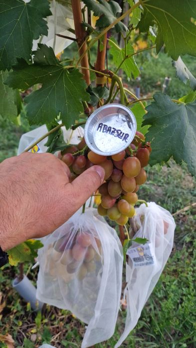 Vand corzi de vita de vie