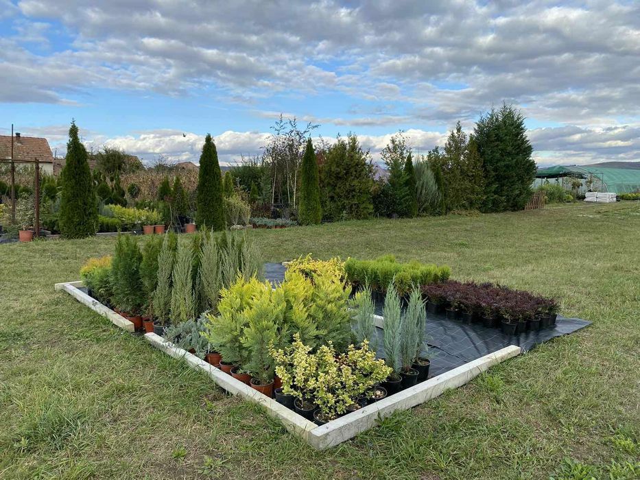 Laur Englezesc / Leylandii / Photinia Red Robin / Prunus Laurocerasus