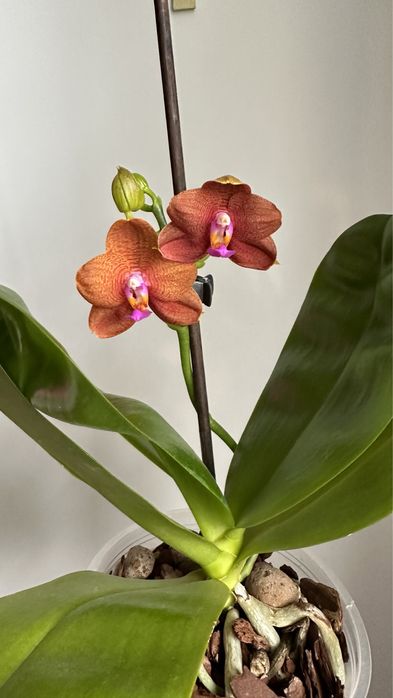 Орхидея Phаl. Mituo Champion King 'Brick Red'