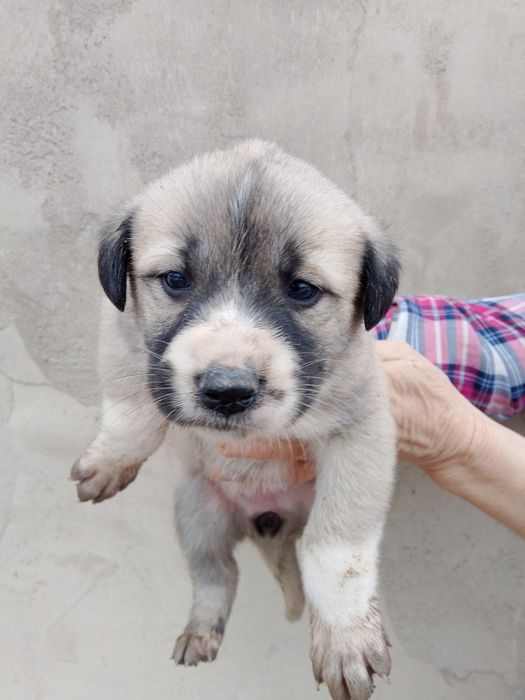 Отдаём щенят в добрые руки!!